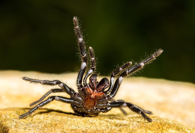 Sydney funnel-web raising its legs