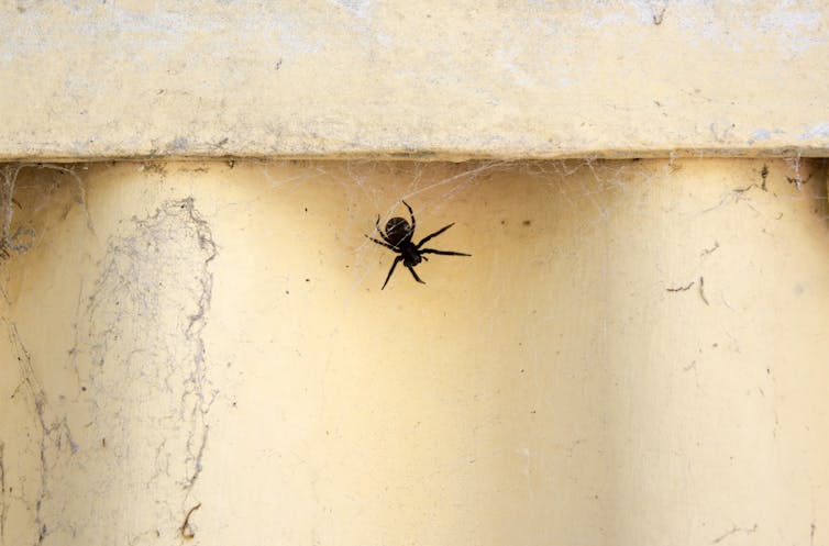 A black house spider against a wall