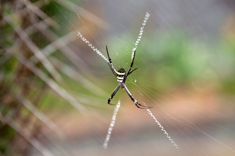 St Andrews cross spider on its unique web