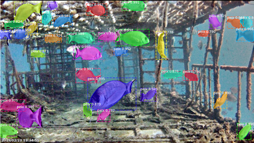 Para planificar estrategias de gestión sostenible de los recursos marinos, es necesario entender su funcionamiento. En el caso de las poblaciones de peces, necesitamos saber, entre otras variables, su localización, abundancia y fluctuaciones.