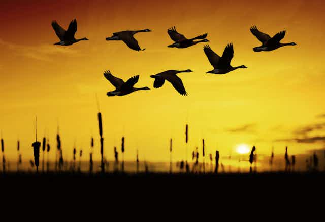 geese flying in a V against sunset