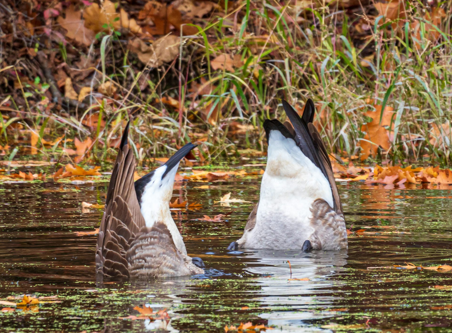 Canada goose shop migration distance