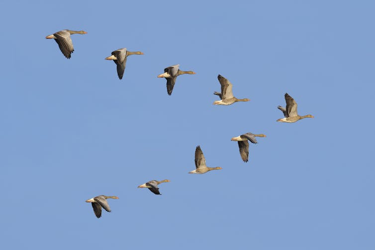 geese fly in a V against a clear sky