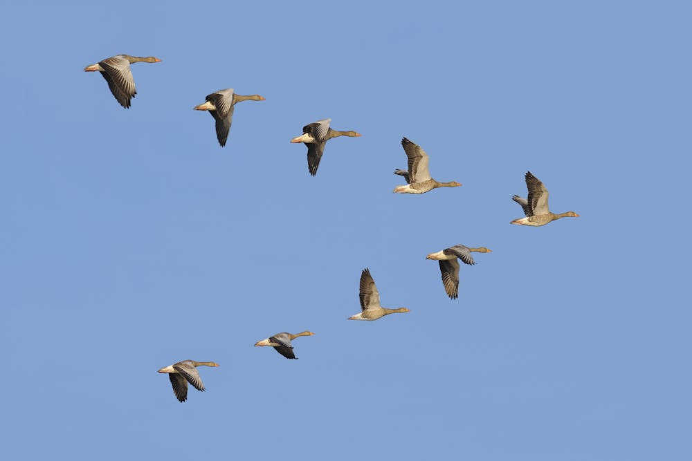 How Do Geese Know How to Fly South for the Winter? RealClearScience