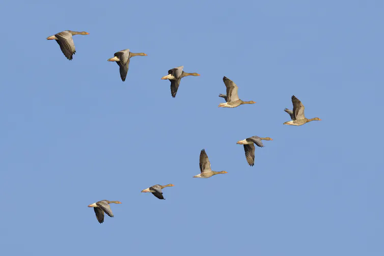 geese fly in a V against a clear sky