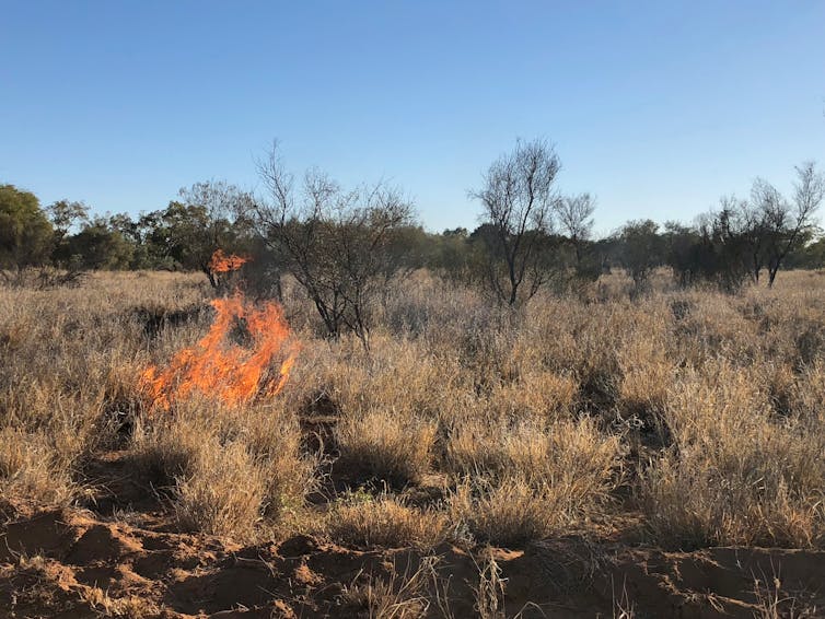 Buffel and fire affected shrubs starting to burn