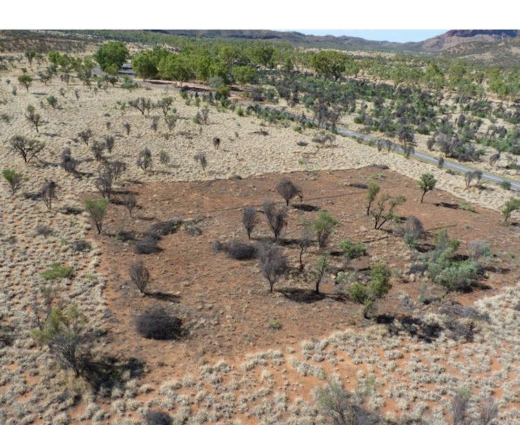 The buffel kerfuffle: how one species quietly destroys native wildlife and cultural sites in arid Australia