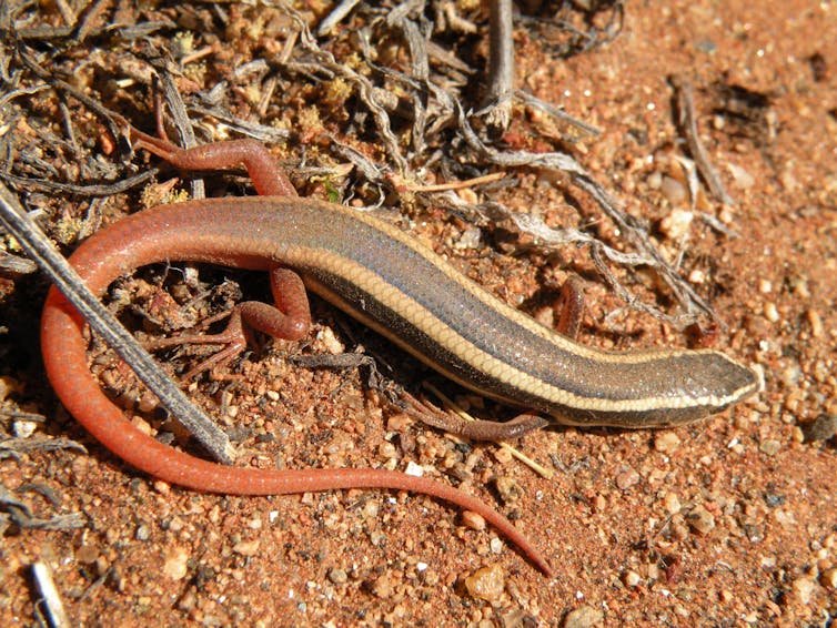 Fire-tailed skink