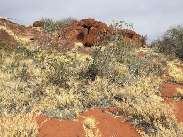 Buffel grass growing right under desert fig