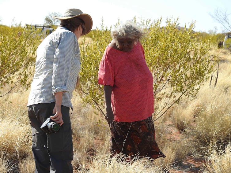 The buffel kerfuffle: how one species quietly destroys native wildlife and cultural sites in arid Australia