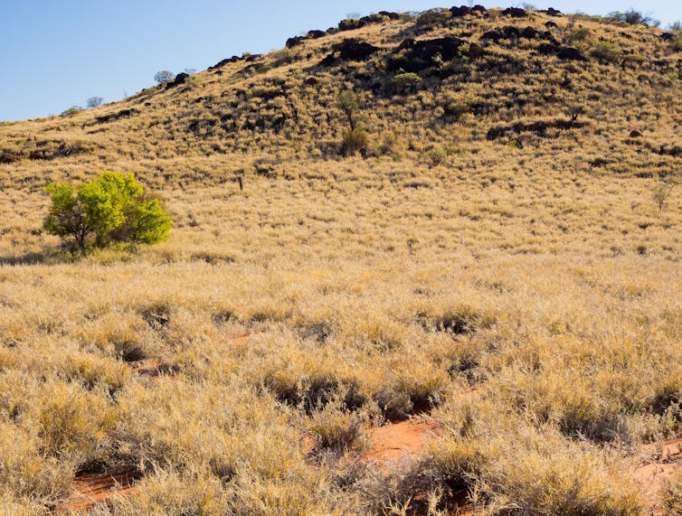 Buffel grass surrounds bushfood wattleseed.