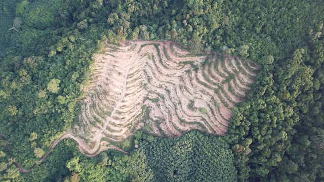 Vista aérea de una zona de bosque deforestada.