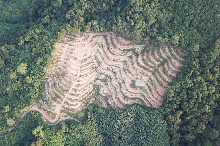 Vista aérea de una zona de bosque deforestada.
