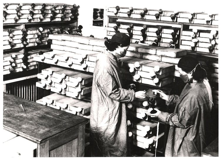 Que la compañía farmacéutica estadounidense Pfizer vaya a producir hasta 1 300 millones de dosis de su vacuna contra la covid-19 en 2021 es un alarde tecnológico, pero no es el primero. En una carrera frenética que tuvo lugar durante la Segunda Guerra Mundial, la empresa pudo fabricar toda la penicilina que necesitaban los aliados.