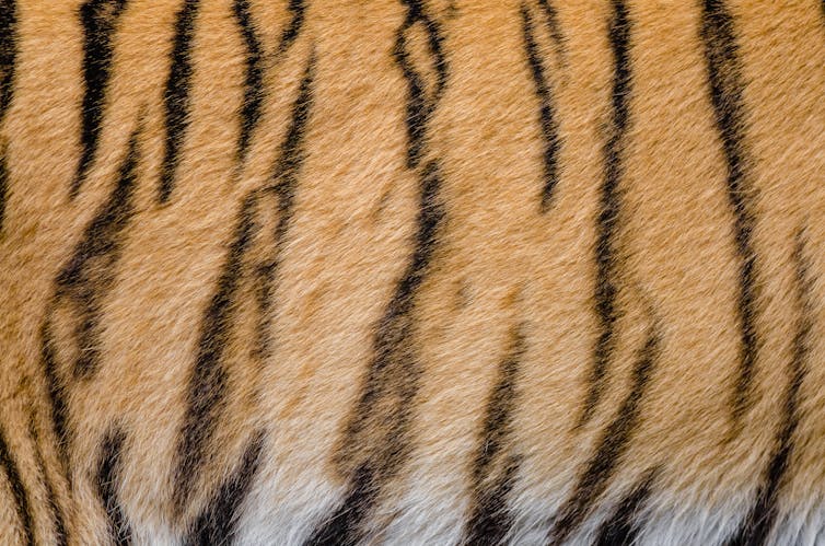 Why do tigers have stripes?