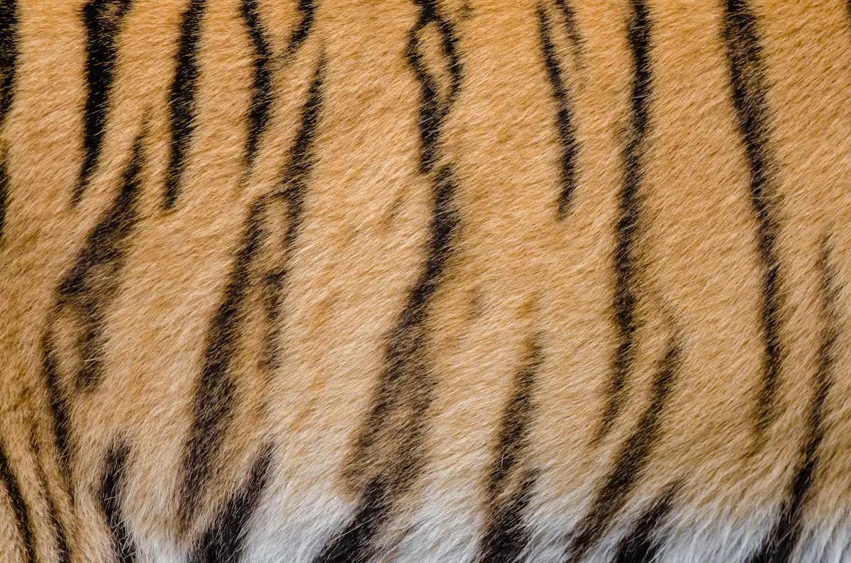 Tiger Striped Razorback You Think You Know Me Let Tell I the Kind of Tiger Can Change It ...