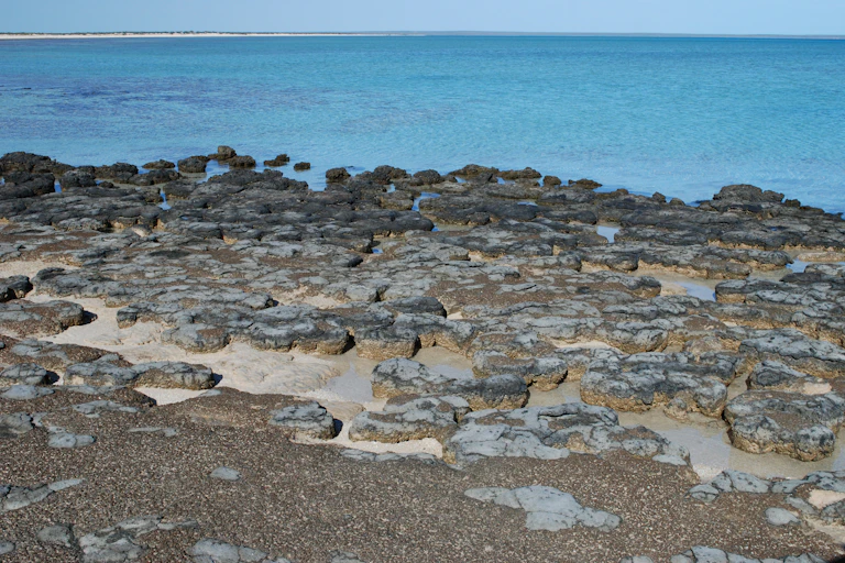 Microbial mats in Shark Bay, WA