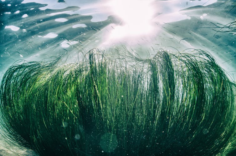 Seagrass in the Pacific Ocean