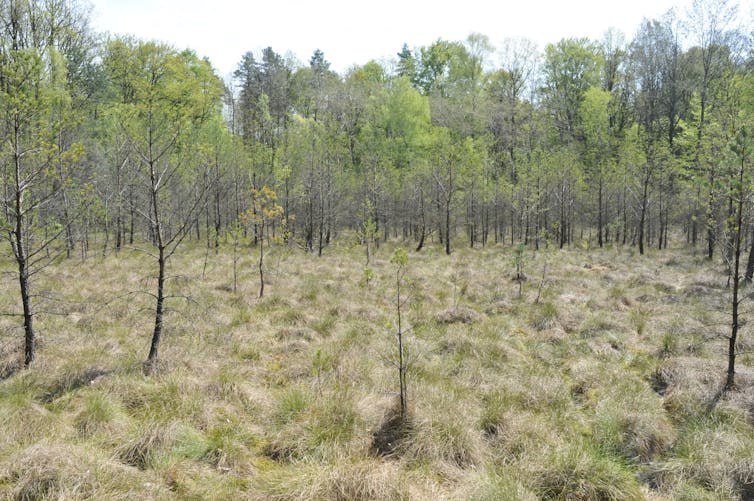 A sunlit bog with tree saplings.