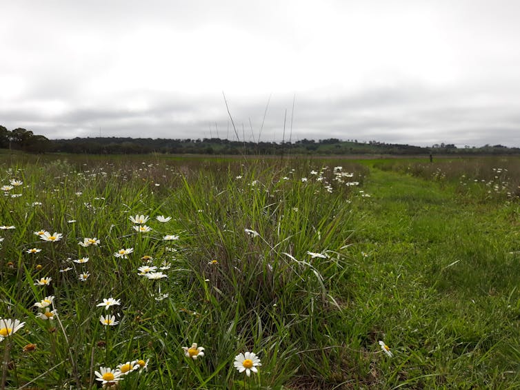 Wildflowers strewn across a dry lagoon on a cloudy day