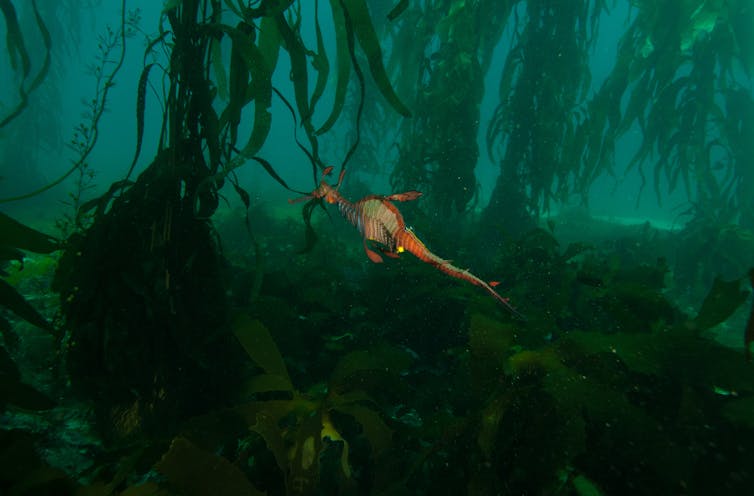A seadragon in a kelp forest