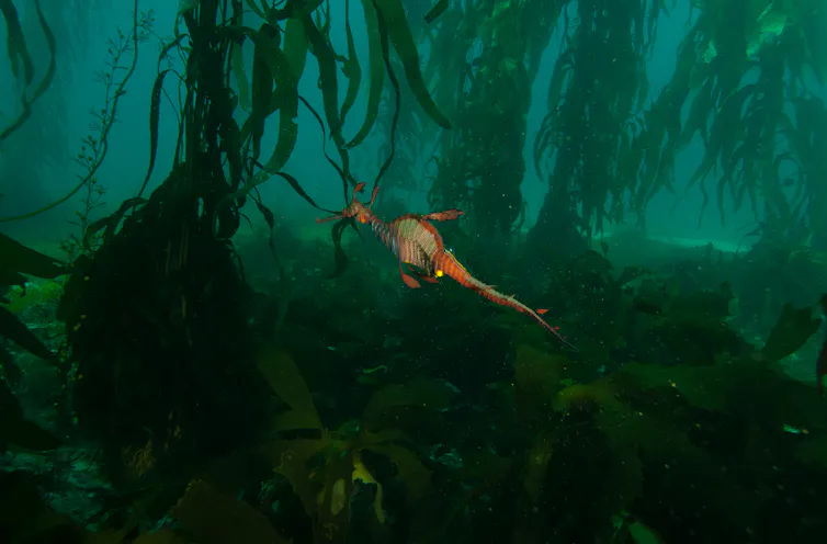 A seadragon in a kelp forest
