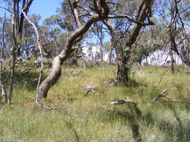 An applebox grassy woodland