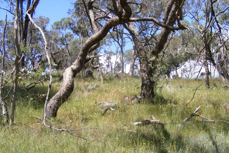 An applebox grassy woodland