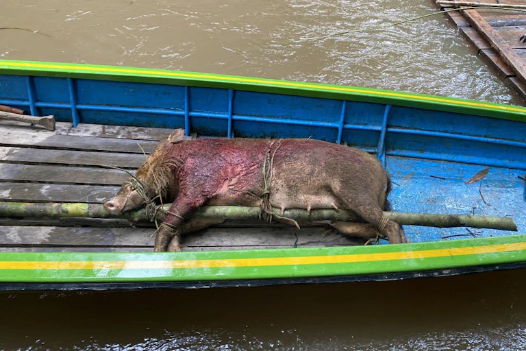 Babi hutan mati yang ada kapal kecil