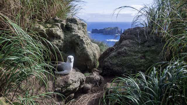 An albatross sits on a rock in the foreground with the ocean behind.