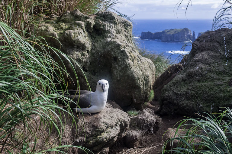 An albatross sits on a rock in the foreground with the ocean behind.