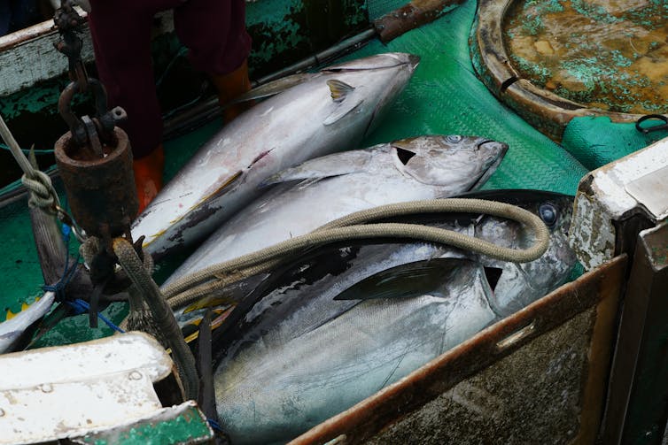 Three freshly caught tuna lie in a box onboard a boat.