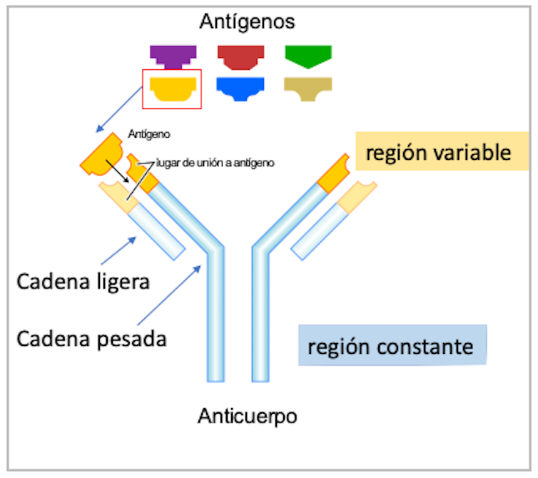 Figura 1. Esquema de la estructura de un anticuerpo. Gustavocarra, adaptado por Mercedes Jiménez, Author provided