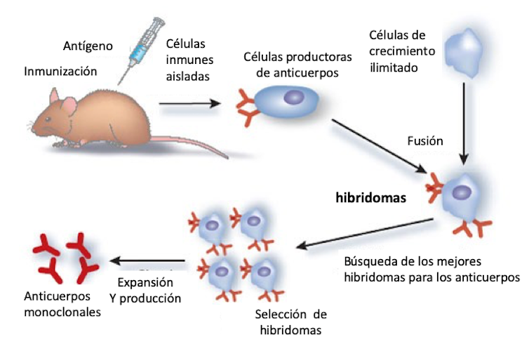 Figura 2. Esquema de la obtención de anticuerpos monoclonales a partir de hibridomas. Adaptado de Michnick and Sidhu (2008) por Mercedes Jiménez.