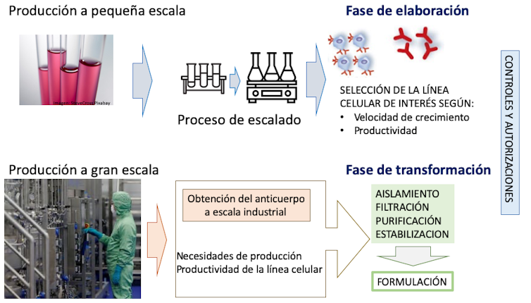 Figura 4. Proceso de producción de un anticuerpo monoclonal. Adaptado de Villaescusa (2017) por Mercedes Jiménez, Author provided