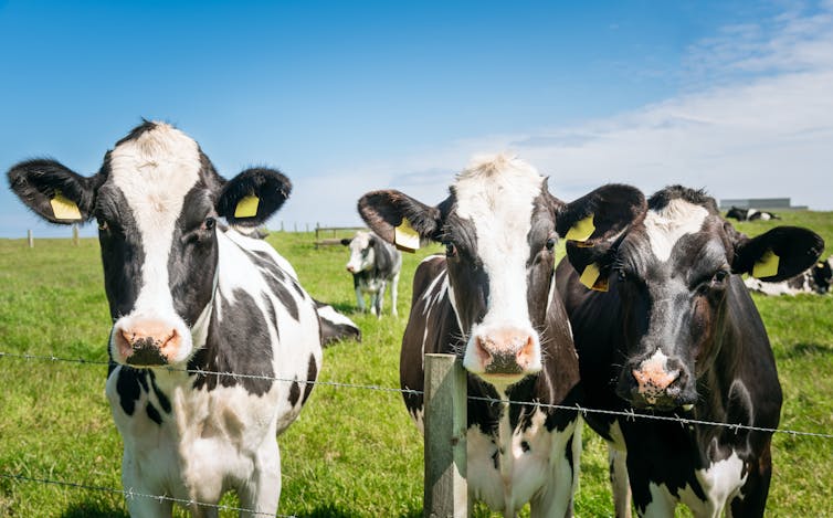 Three cows in a field