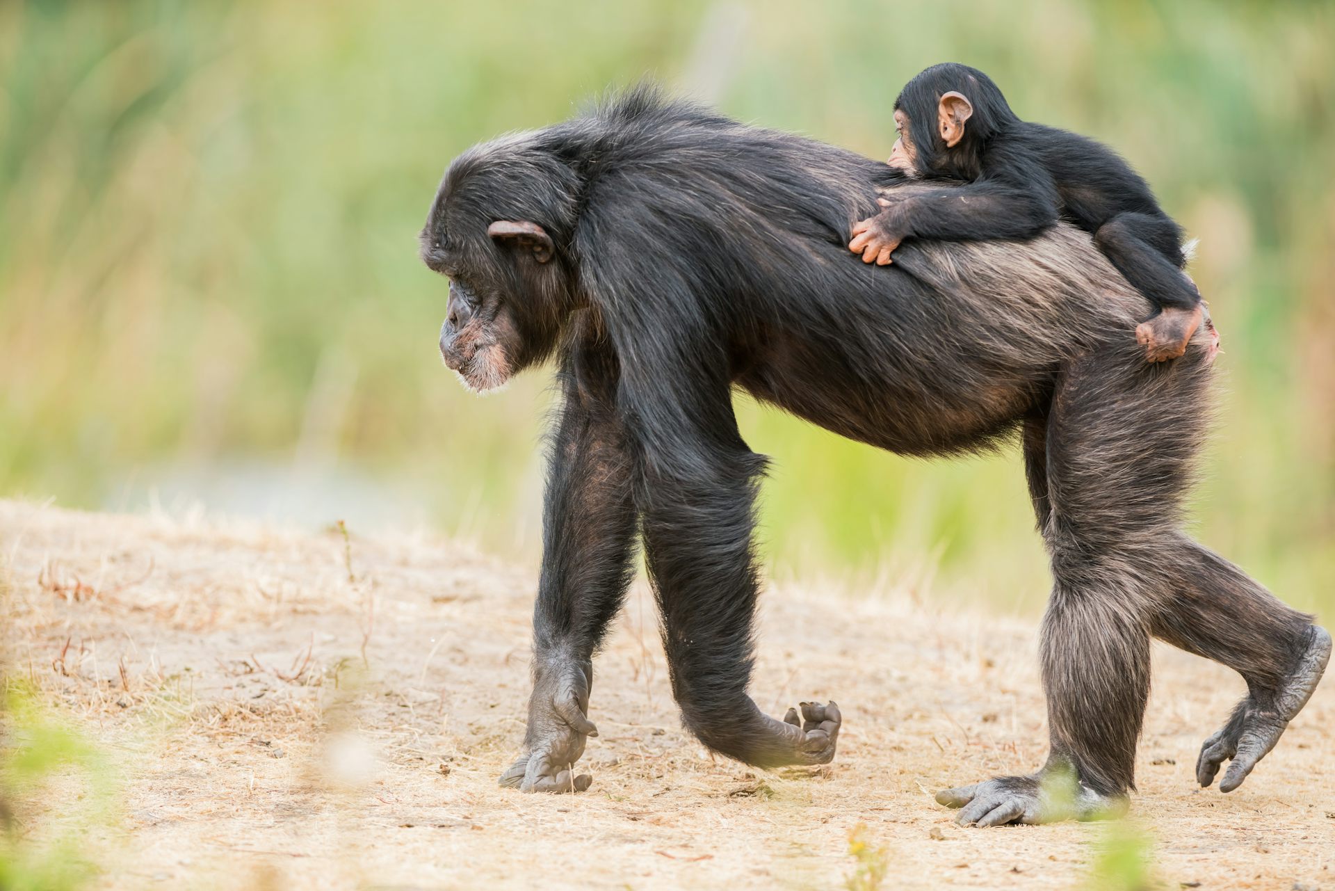 chimpanzee size