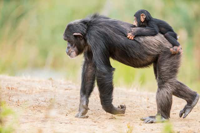 An adult chimpanzee walks on all fours with a baby chimpanzee on its back.