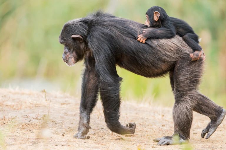 An adult chimpanzee walks on all fours with a baby chimpanzee on its back.