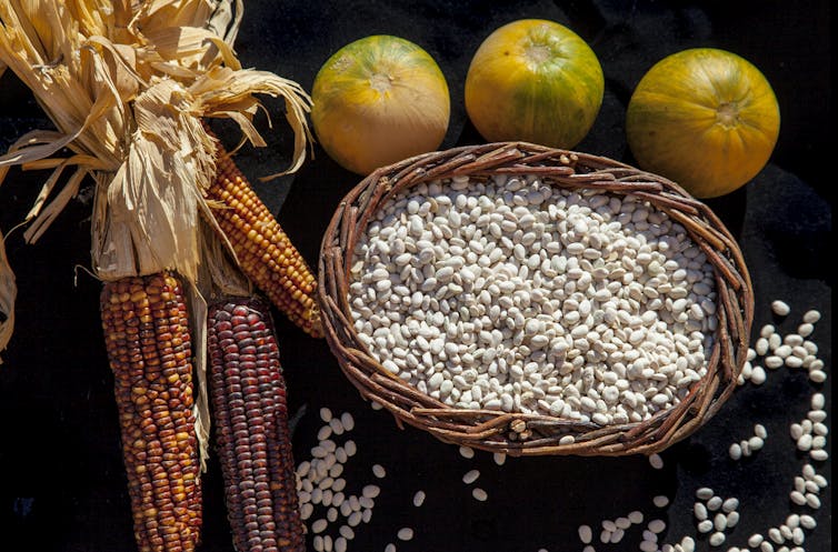 The ‘three sisters’ are staple foods for many Native American tribes. Marilyn Angel Wynn/Getty Images