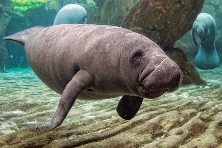 A manatee