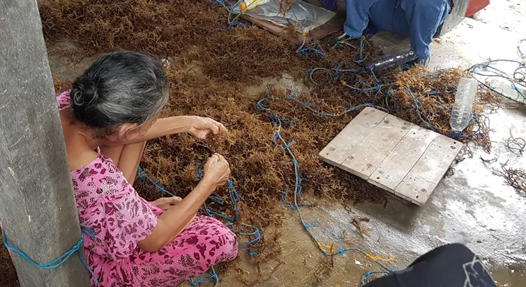 Seaweed farmers’ flexibility makes Indonesia a major player in global ...