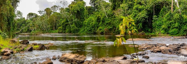 River flows through a rainforest