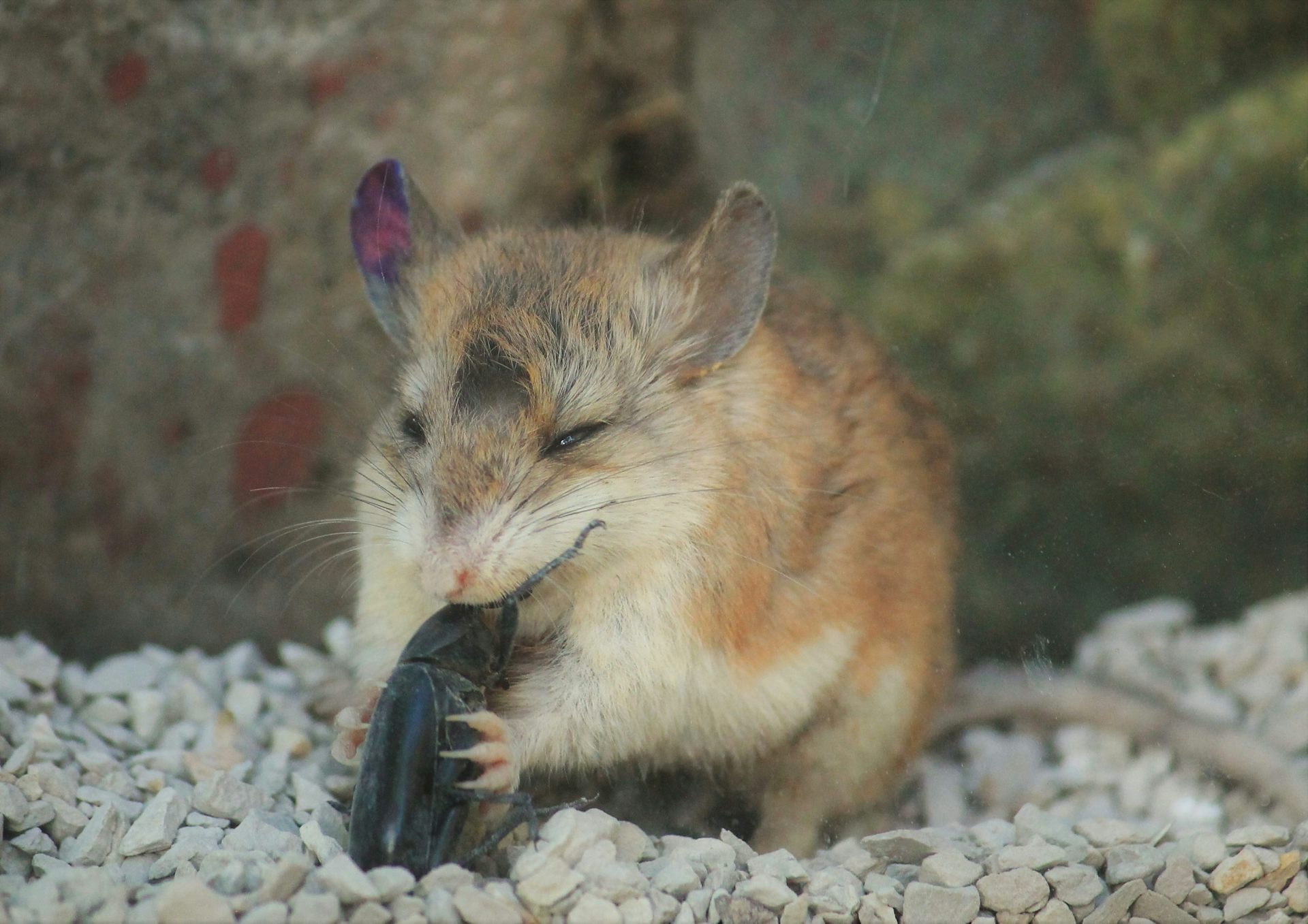 Are Mice Omnivores?