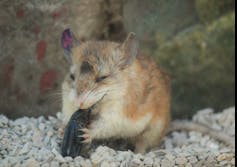 A Grasshopper mouse eats a stink beetle headfirst.