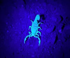 Scorpion under a blacklight