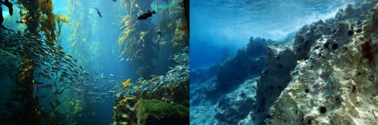 Left: underwater kelp forest full of fish. Right: rocky, barren reef with sea urchins.