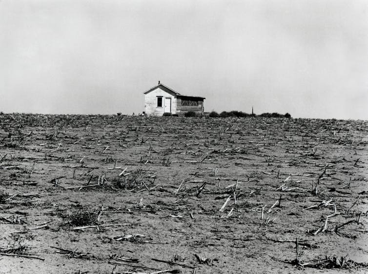 Black-and-white photo of dusty field full of dead corn.