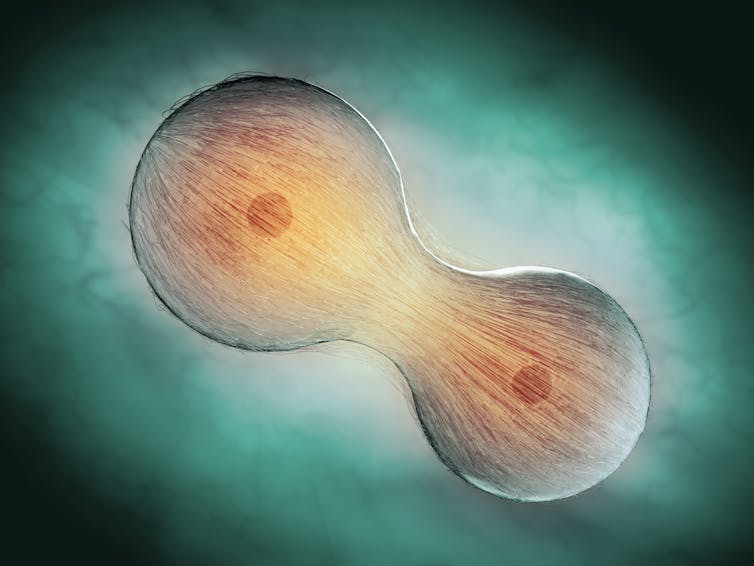 A graphic showing a cell dividing.