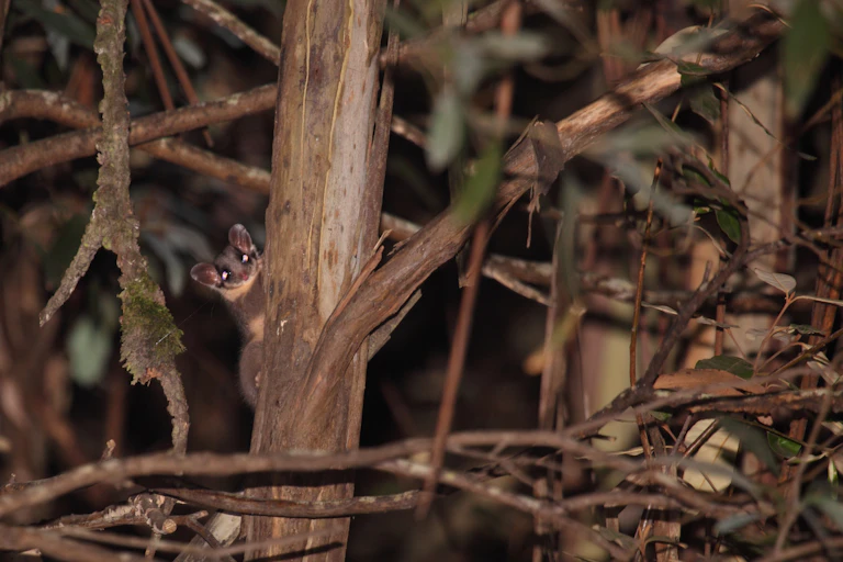 Leadbeater's possum sticks its head out from behind a tree